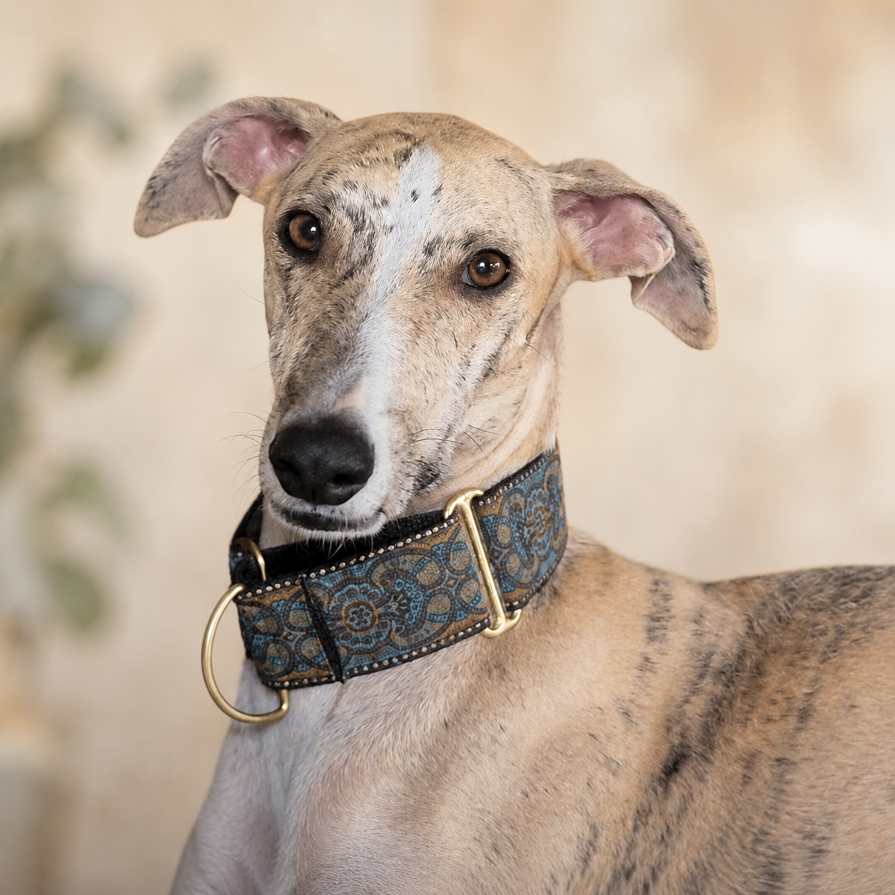 Ori, Spaanse Galgo en Therapiehond bij Poot voor Poot 