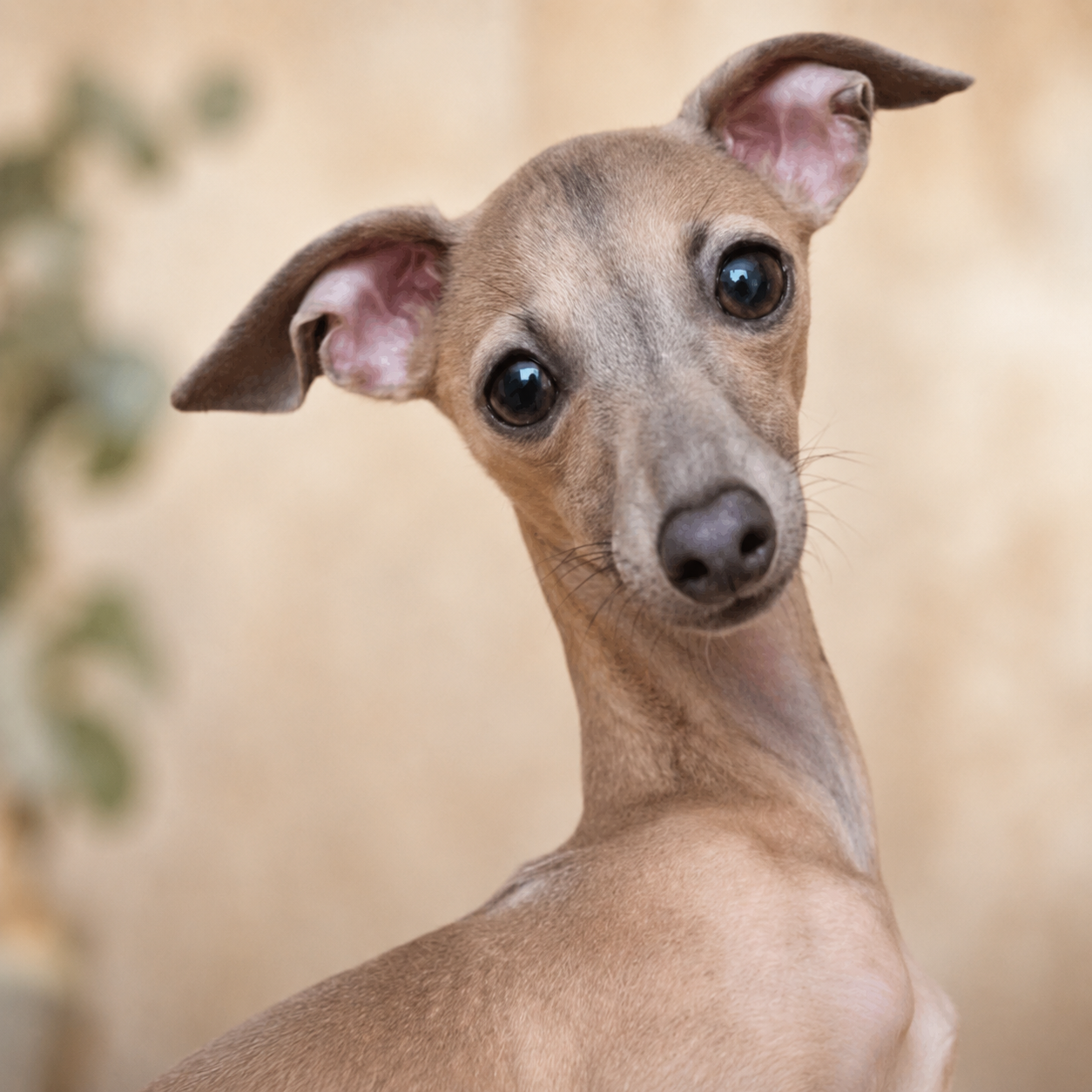 Yuki Italiaanse windhond, therapiehond bij Poot voor Poot